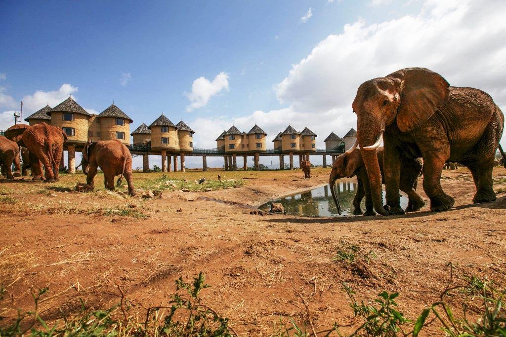 Kenya Safari Adventure