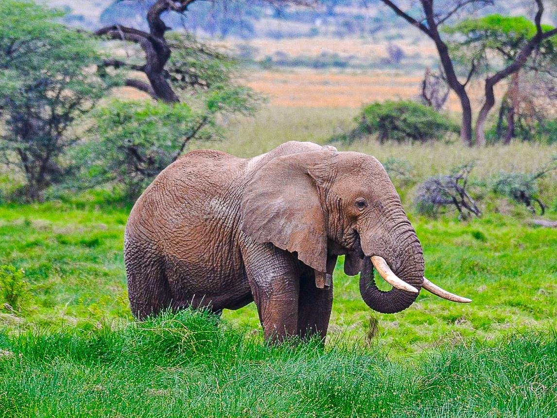 Best of Kenya Wildlife Safari