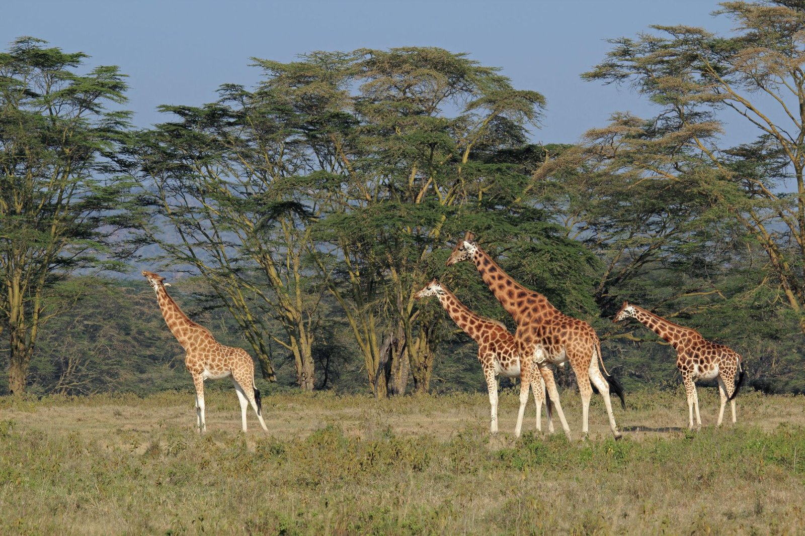 Kenya Serena Luxury Safari