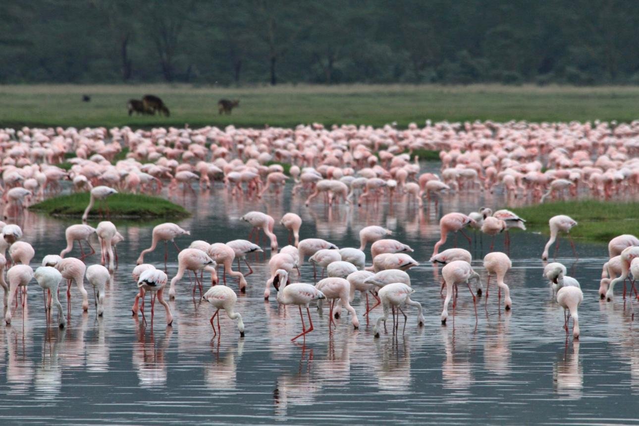 Best of Kenya Safari Experience