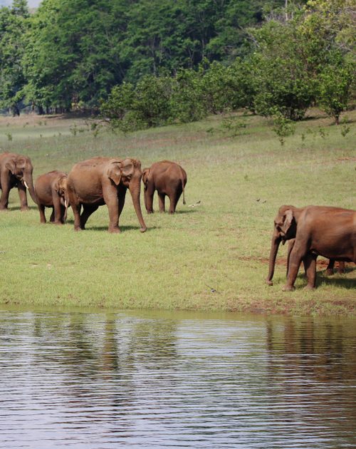 Herd,Of,Wild,Elephants,Grassing,At,Thekkady,Wild,Life,Sanctuary,